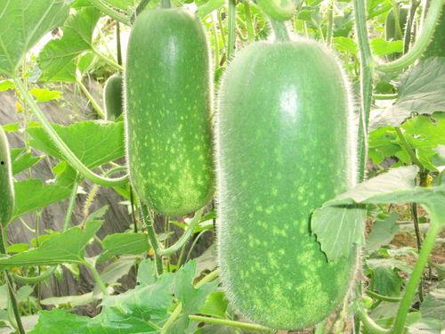 网红吃瓜聚集地图片,揭秘网络红人的聚集地