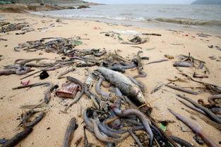 连云港海边爆料事件视频,揭秘惊心动魄一幕